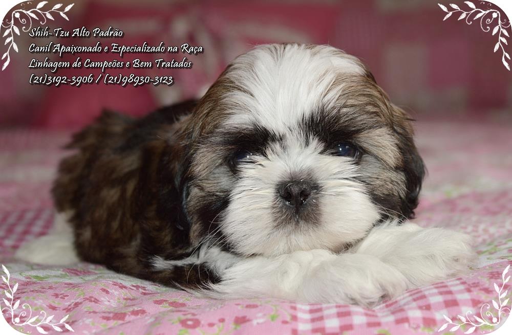 venda de cachorro da raça shih tzu